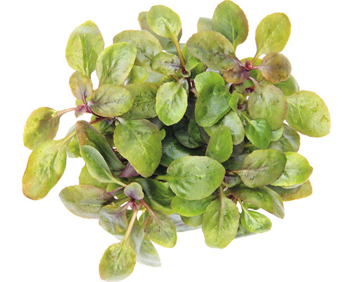 Rastlina šalátu poľného so zelenými listami