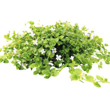 Kvitnúca okrasná rastlina Bacopa