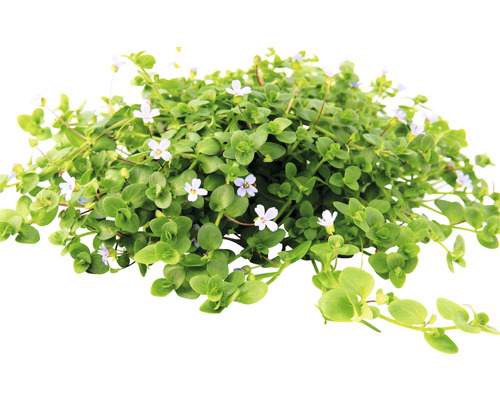 Kvitnúca okrasná rastlina Bacopa