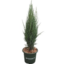 Stĺpovitý cyprus v kvetináči