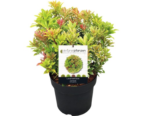 Pieris japonský FloraSelf Pieris japonica 'Carnaval' výška 40-50 cm kvetináč 6 l Japonská Andromeda ''Carnaval'' v kvetináči