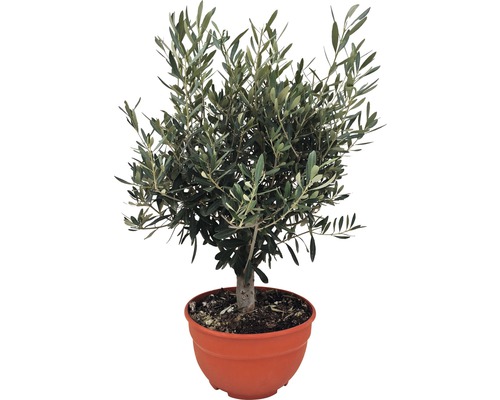 Olivovník európsky FloraSelf Olea europaea 20-40 cm kvetináč Ø 25 cm