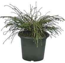 Zelený zakrslý cyprus v kvetináči