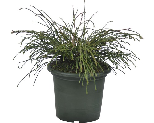 Zelený zakrslý cyprus v kvetináči