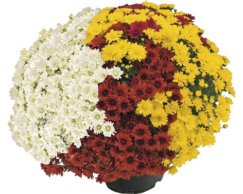 Chryzantéma trojfarebná kvetináč Ø 19 cm, rôzne farby