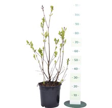 Mladá rastlina orgovánu v kvetináči s uvedením veľkosti