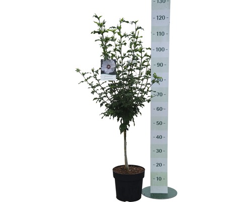 Ibištek v kvetináči s výškomerom.