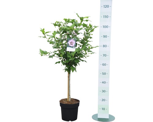 Ibištek v kvetináči s výškomerom