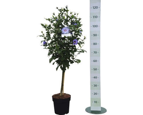 Ibištekový ker v kvetináči s mierkou na určenie veľkosti.