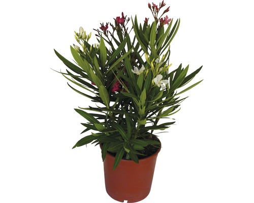 Oleander FloraSelf Nerium oleander výška 40-60 cm kvetináč Ø 19 cm
