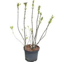 Rastlina orgovánu v kvetináči s mladými listami