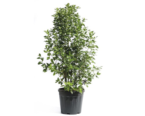 Cezmína v kvetináči