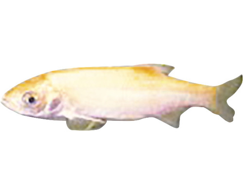 Albín Červenica obyčajná ryba pre akvária a jazierka