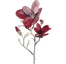 Dekoratívna vetva magnólie s kvetmi a púčikmi