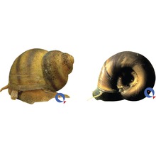 Dva slimáky pre akváriá