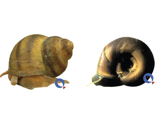 Slimák mix M 1 ks, rôzne druhy Dva slimáky pre akváriá