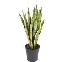 Rastlina Sansevieria v kvetináči