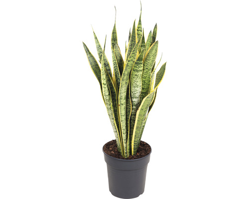 Svokrin jazyk, tenura FloraSelf Sansevieria trifasciata 'Laurentii' výška 80-90 cm kvetináč Ø 24 cm