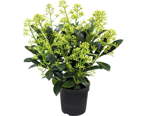 Skimia japonská FloraSelf Skimmia japonica 'Finchy' výška 10-20 cm kvetináč 0,5 l Skimmie v kvetináči s púčikmi