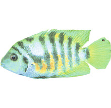 Cichlida