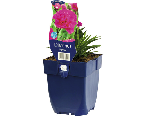Klinček FloraSelf Dianthus kultivar 'Faganza' výška 5-20 cm kvetináč 0,5 l