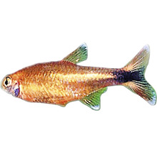 Tetra medená v profile