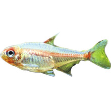 Sklenený sumec, akvarijná ryba