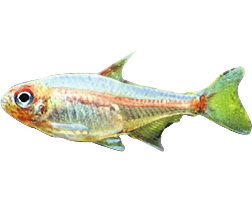 Sklenený sumec, akvarijná ryba