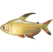 Tetra konžská ryba pre akváriá