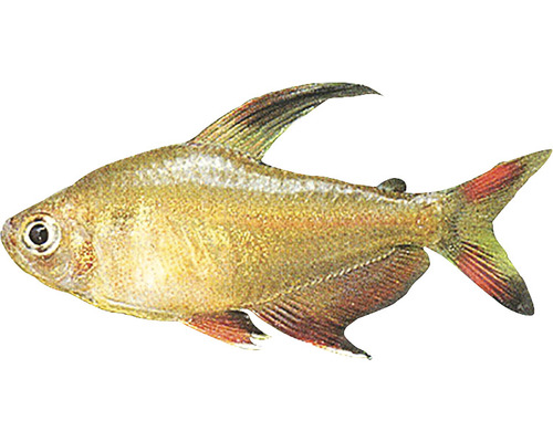 Tetra konžská ryba pre akváriá