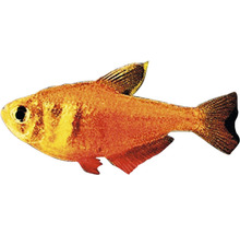 Medená tetra do akvária