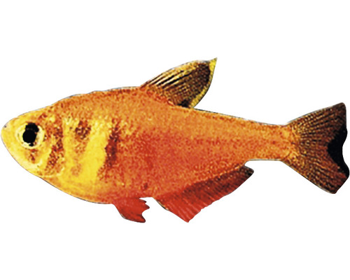 Hyphessobrycon flammeus Tetra červená Medená tetra do akvária