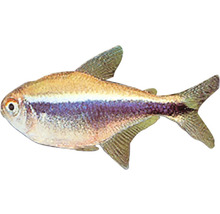 Tetra kráľovská do akvárií