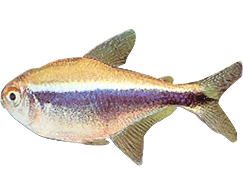 Tetra kráľovská do akvárií