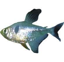 Tetra fantóm čierny