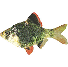 Červenohlavá parma ryba do akvária