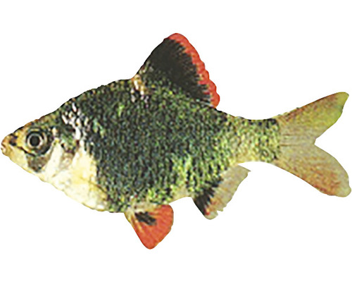 Červenohlavá parma ryba do akvária