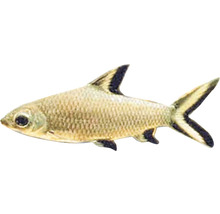 Siamska ryba