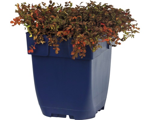 Nátržník krvavý v modrom kvetináči