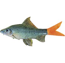 Labeo dvojfarebné