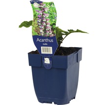 Acanthus mollis v kvetináči