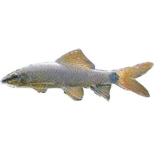 Siamská ryba