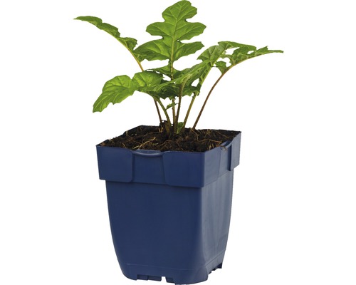 Izbová rastlina v kvetináči