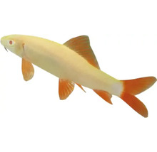 Žraločia parmička siamská albín s červenými plutvami