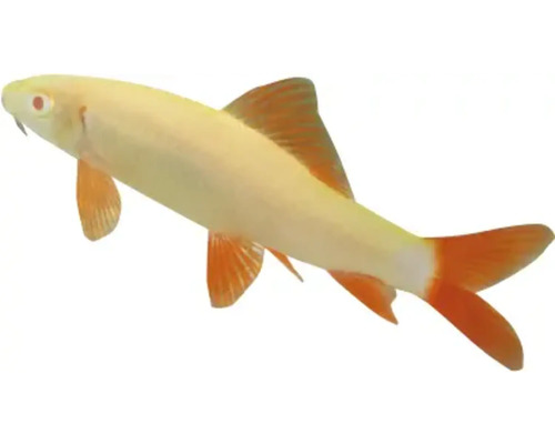 Žraločia parmička siamská albín s červenými plutvami