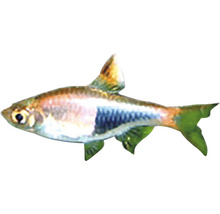 Ryba tetra
