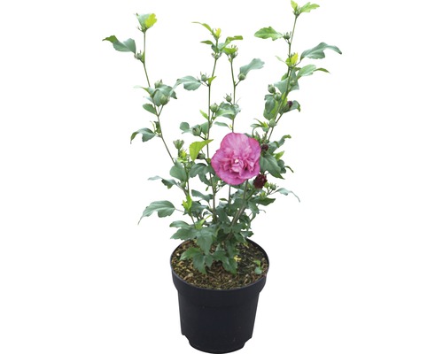 Ibištek v kvetináči