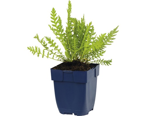 Žltý záhradný palina v kvetináči