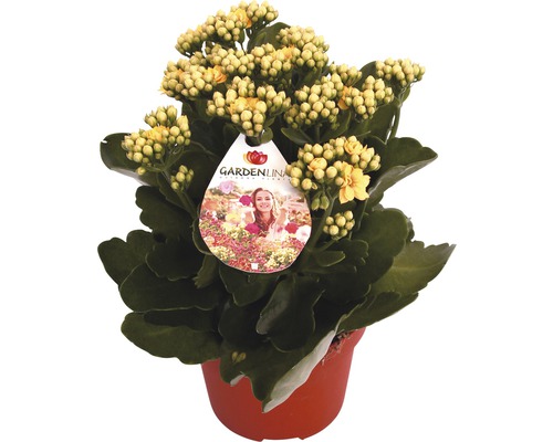Kolopejka vďačná žltá FloraSelf Kalanchoe blosfeldiana Gardenlina™ kvetináč Ø 12 cm Žltá Kalanchoe v kvetináči s logom Gardenline