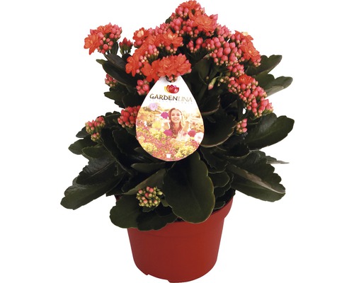 Kolopejka vďačná oranžová FloraSelf Kalanchoe blosfeldiana Gardenlina™ kvetináč Ø 12 cm